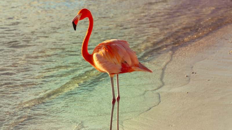 ‘Flamingo Revolution’ aims to stop Kushner-backed resort on protected Albanian delta