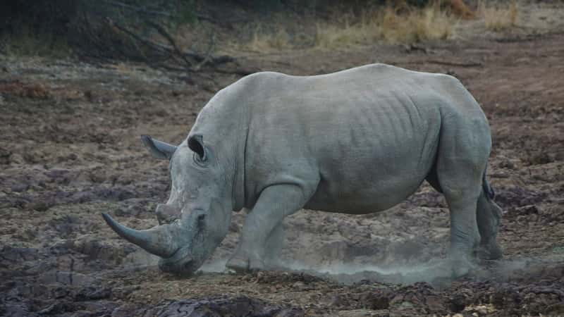 Mozambique completes first white rhino breeding population in decades