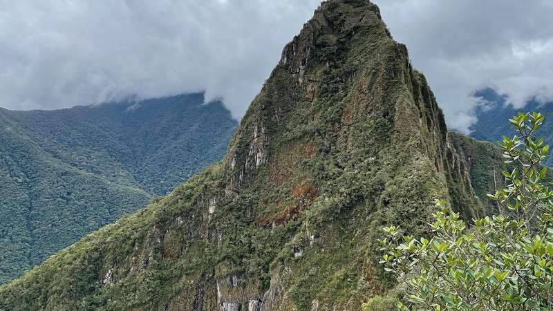 Stingless bees in Peru become the first insects with legal rights. Will it happen globally?