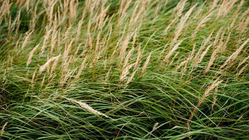Restoring Hope: NYC Students Help Build Coastal Resilience for Climate Impacts