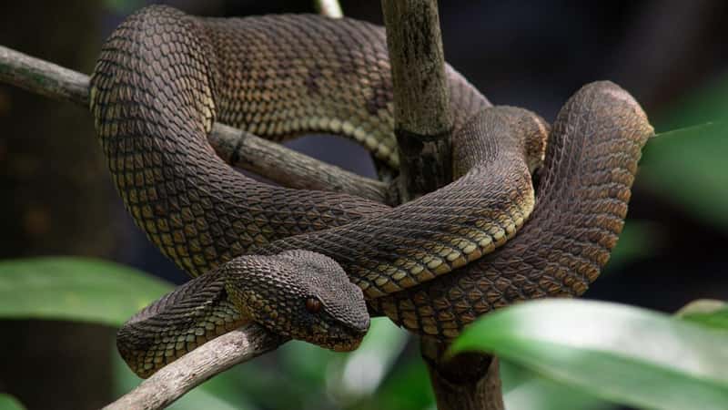 Museum DNA unmasks new Himalayan pit vipers, study says