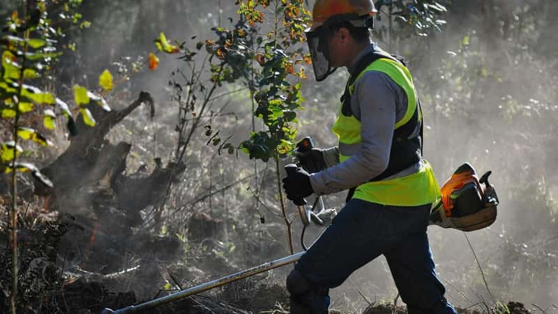 LISTEN:  The value of working forests