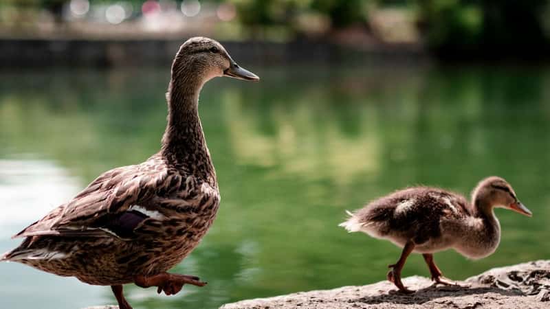 Awesome Things to Do in Nashville with Kids That Adults Love, Too! [2026 Update]