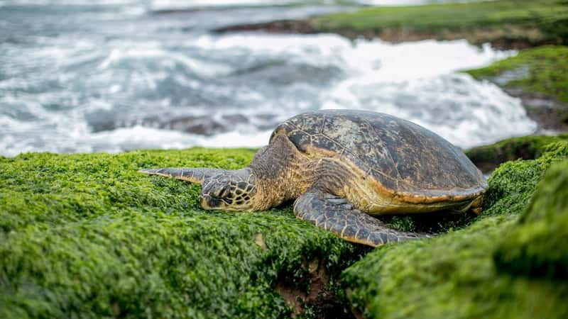 Mona Khalil, who left safety in Europe to protect sea turtles in Lebanon, was killed by an Israeli airstrike