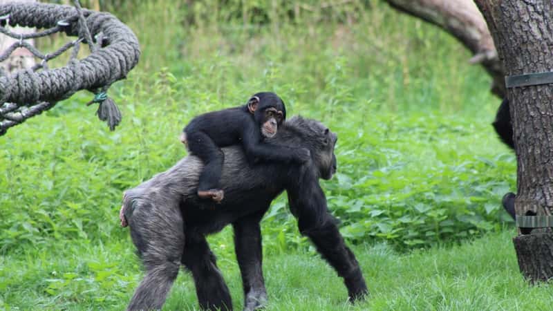 Before tourists can see bonobos, trackers must earn their trust