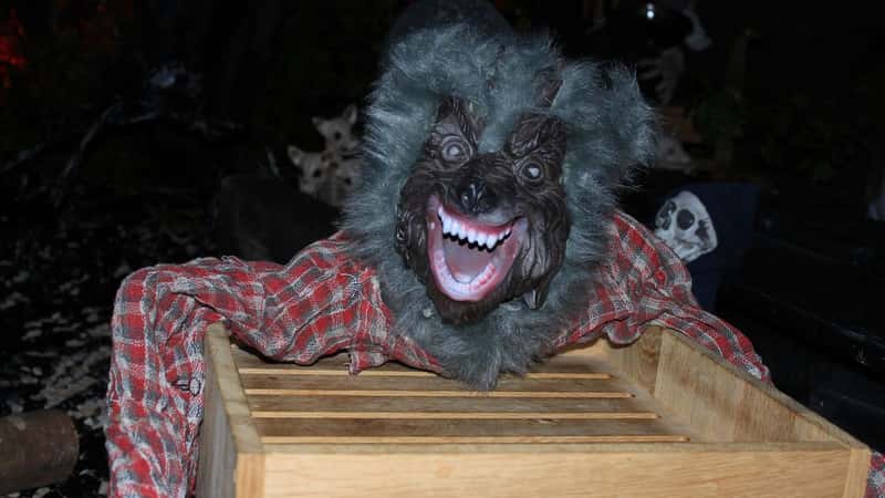 As bear attacks boom, so does demand for ‘Monster Wolves’