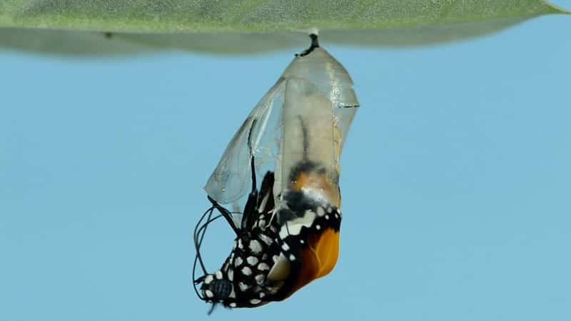 7 Moths that Make Butterflies Look Boring