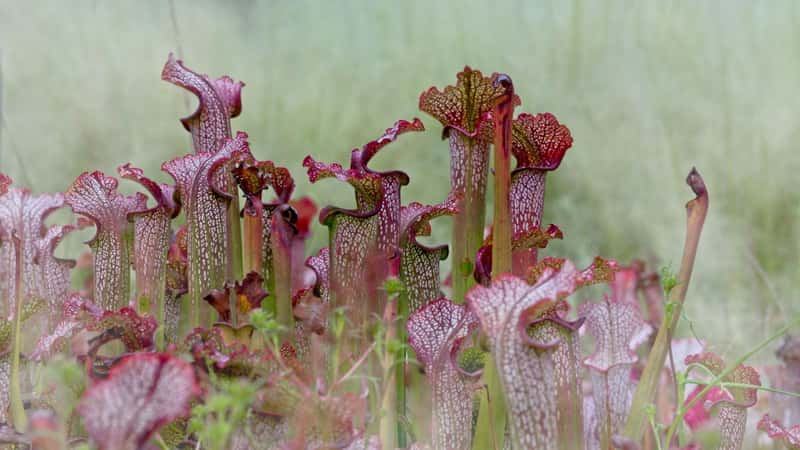 Wasps outsmart pitcher plants for sweet reward