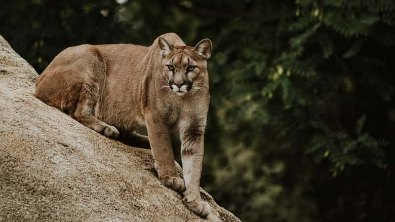 One mountain lion changed the food web in a California suburb, study finds