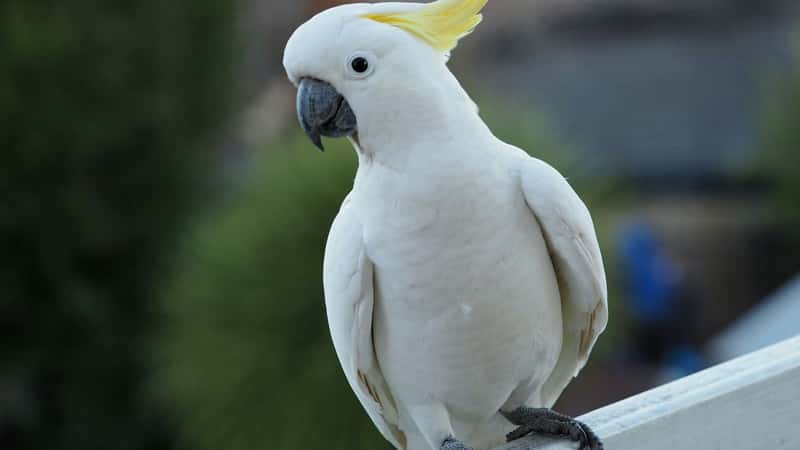 Hong Kong’s urban cockatoos could be a genetic lifeline for Indonesian ancestors