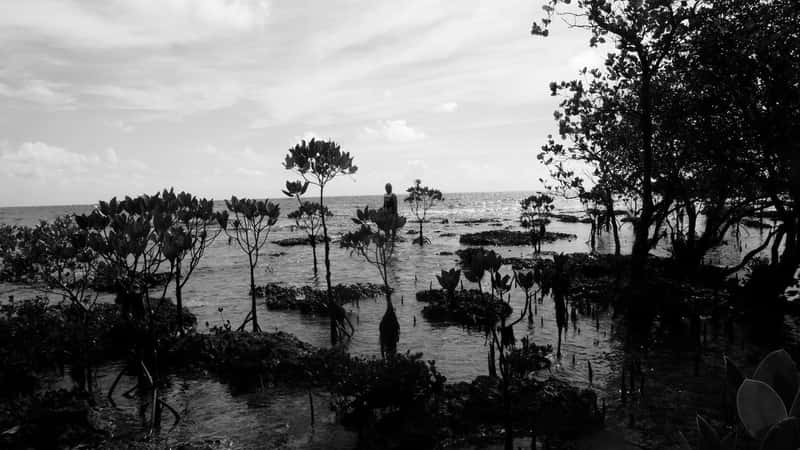 A coastal Philippine farm offers a blueprint for farming with wetlands