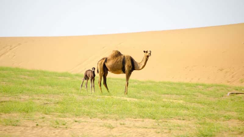 Wildlife Vocalizations: Raghad Alghamdi