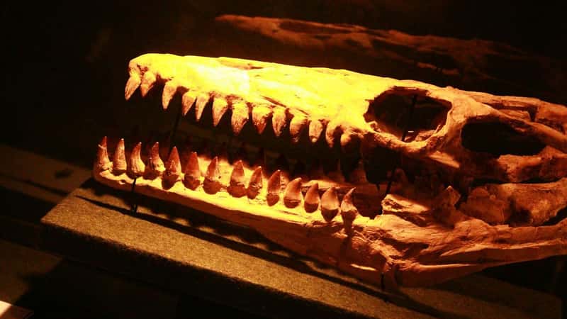 Fossils reveal a prehistoric crocodile relative that walked on two legs
