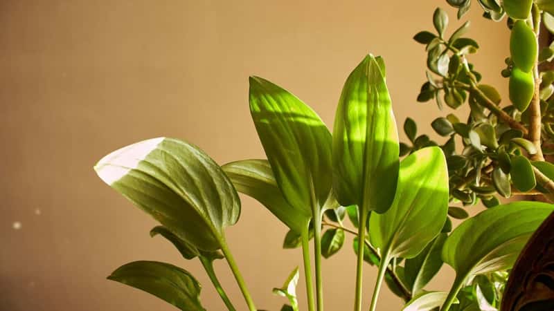 Secret Amazon species may be new source of ibogaine for addiction treatment