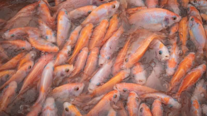 Recent discoveries of ‘lost’ Mekong giant salmon carp renews hope for the fish