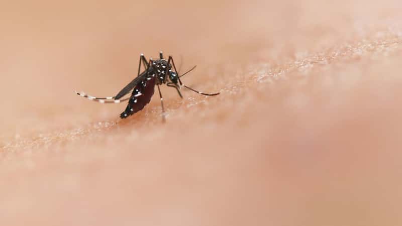Sri Lanka intensifies fight against dengue and the mosquitos that cause the infection