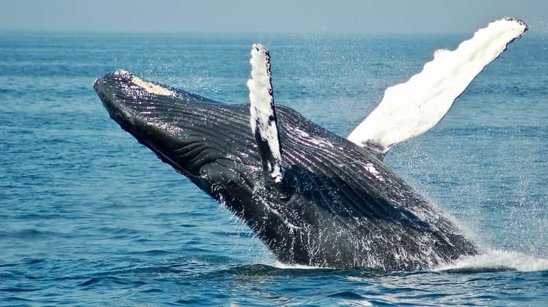 Saving the Whales Just Got a Little Easier