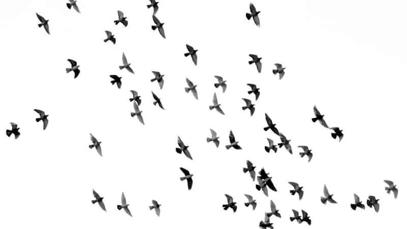 LISTEN: Following the Birds: A 30,000-Kilometer Expedition