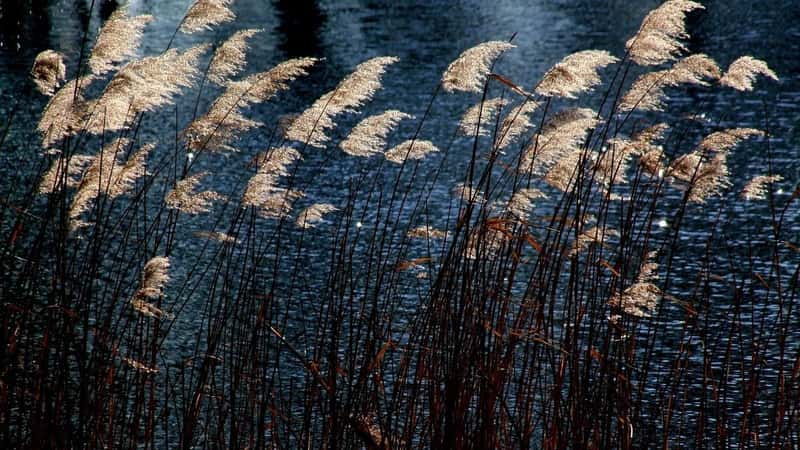 Australia’s seagrass meadows under pressure as climate change turns up the heat