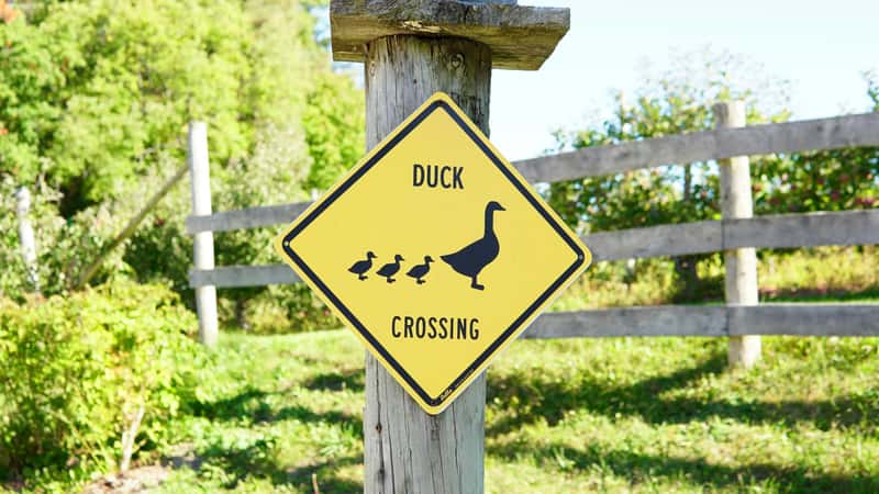 The growing global popularity of wildlife crossings