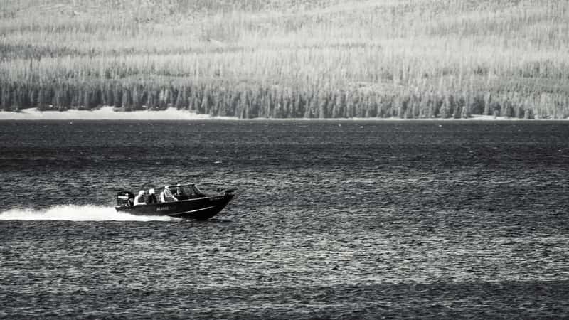 Like wolves, non-native lake trout have radically altered Yellowstone ecosystems (commentary)