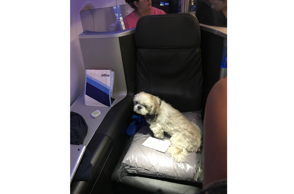 dogs on jetblue flights