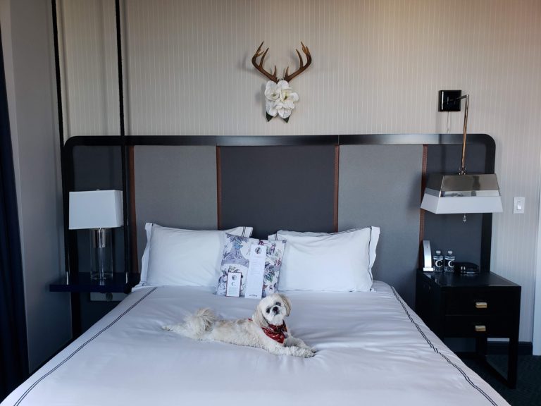 How To Stop Your Dog Barking In A Hotel Room When You Travel
