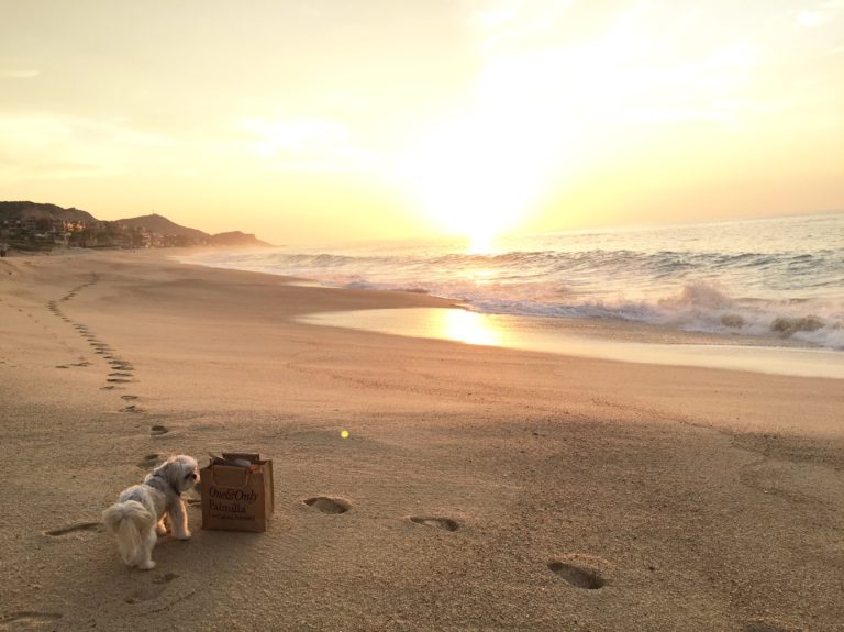 Pet Travel To Mexico: A Dog Health Certificate Requirement (Updated July 2022)