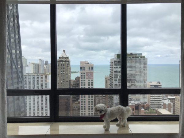 Ritz Carlton Chicago Review Pet Friendly