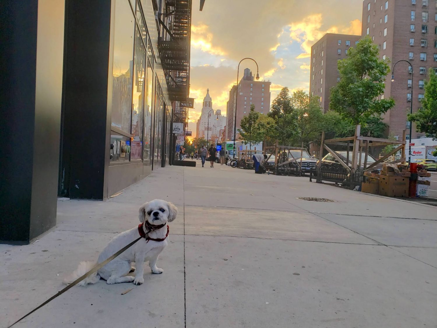 Are dogs safe in NYC during COVID-19?
