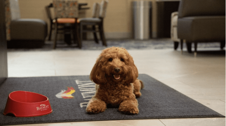 How Your Dog Can Become the Face of a Wyndham Hotel