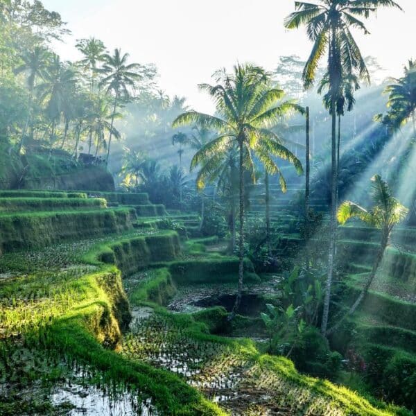 Tegalalang Rice Terraces in Ubud, Bali