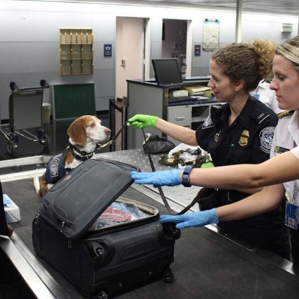 11 Common Phrases To Avoid At Airport Security, Experts Suggest