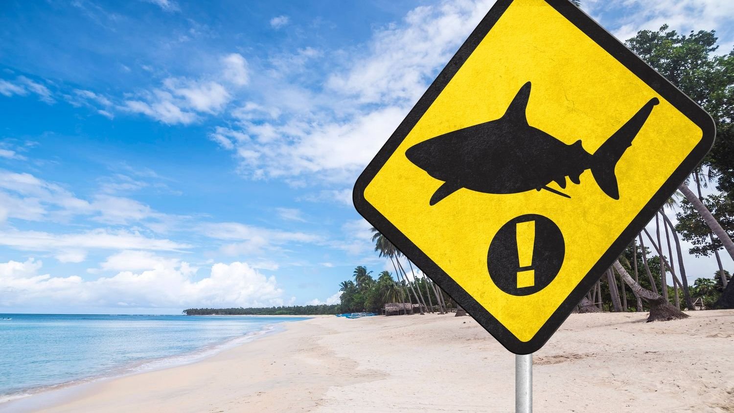 Shark Encounter Map 2025: The Countries to Know Before You Go