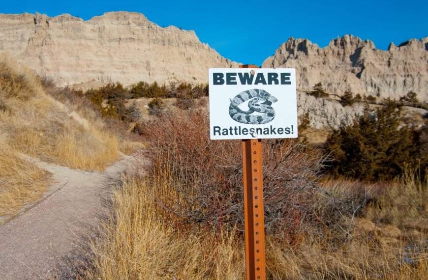 Hiking the West: How to Spot Rattlesnakes Before They Spot You