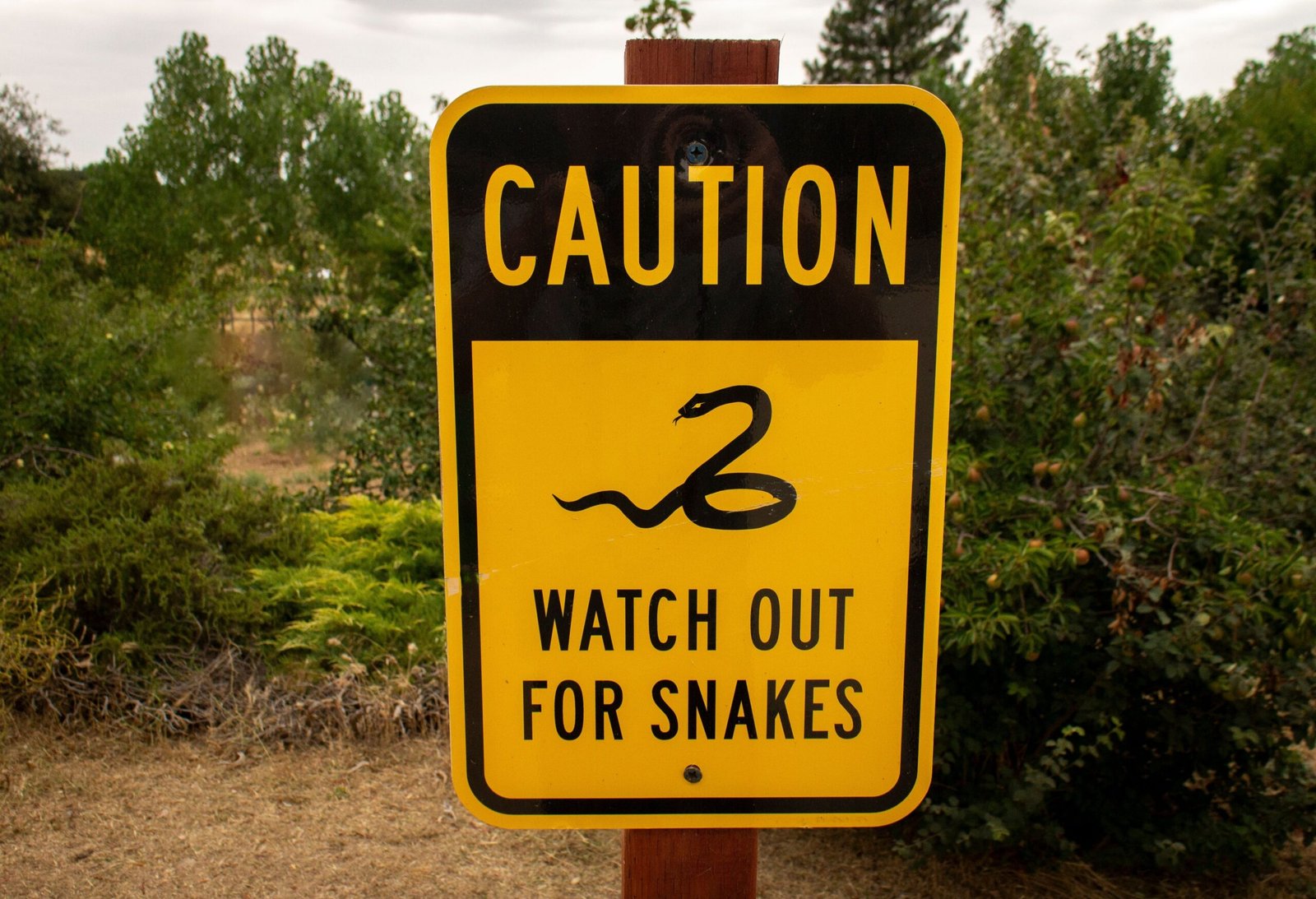 National Parks with Kids: Rattlesnake Safety in 5 Steps
